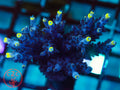 UW Blue Flame SPS coral