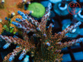 TGC Northern Crush SPS coral