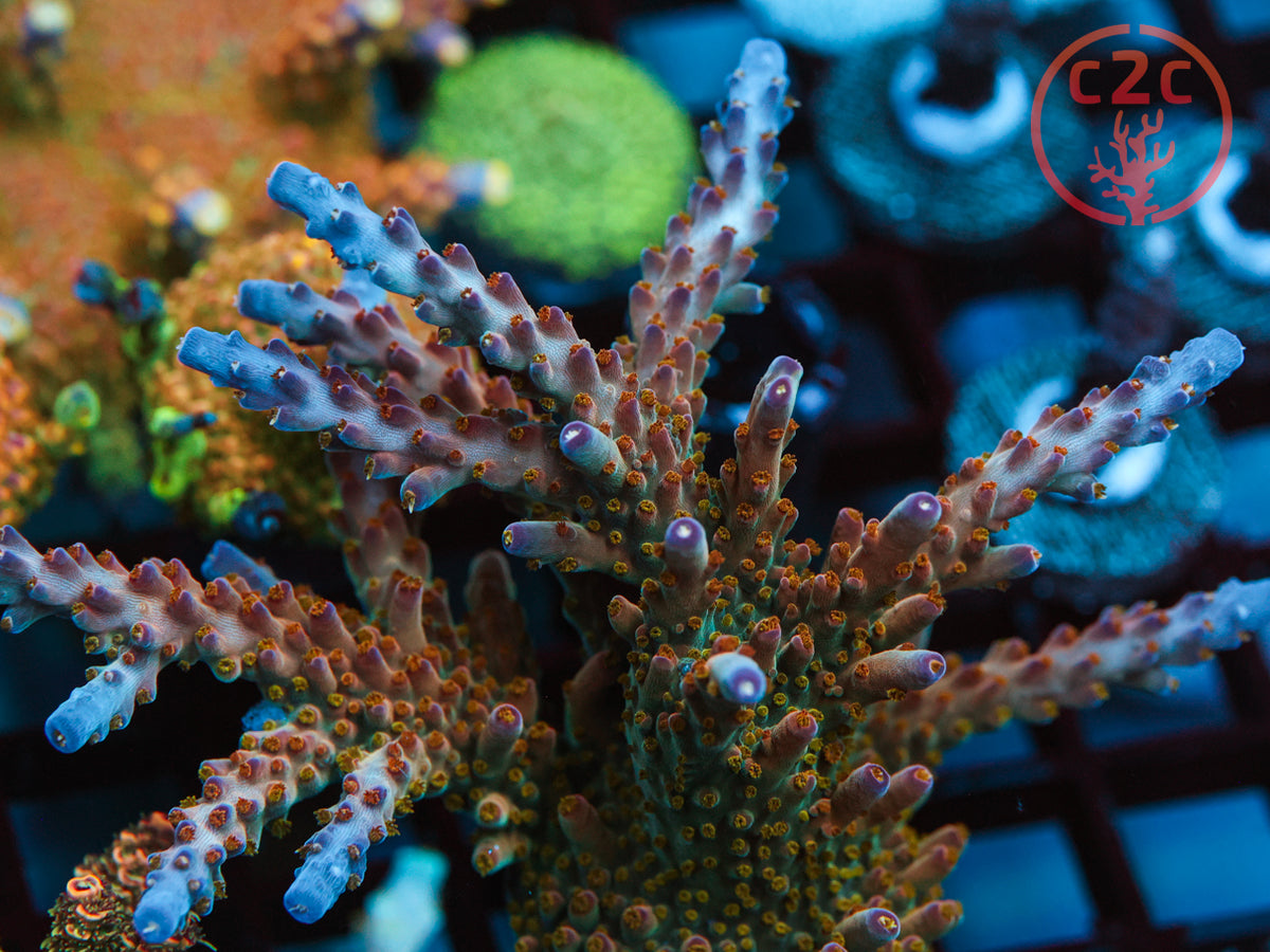 TGC Northern Crush SPS coral