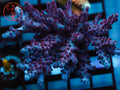 CC Hellboy SPS coral