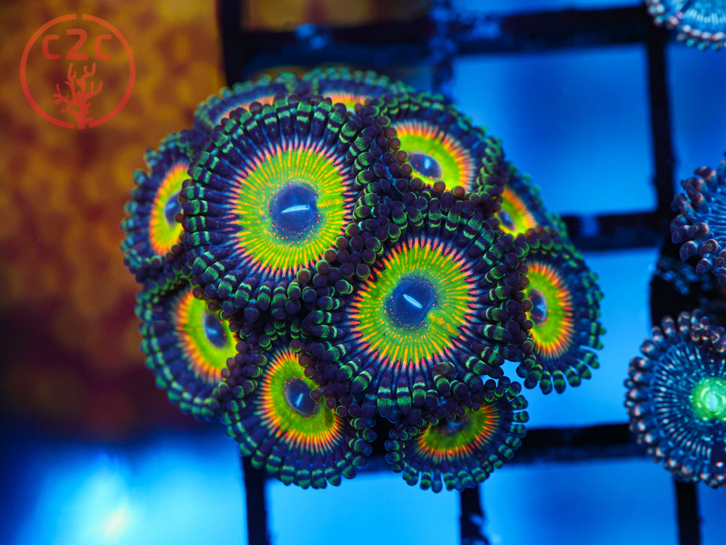 C2C Rainbow Road zoanthid coral