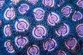 VW Lycans zoanthid coral