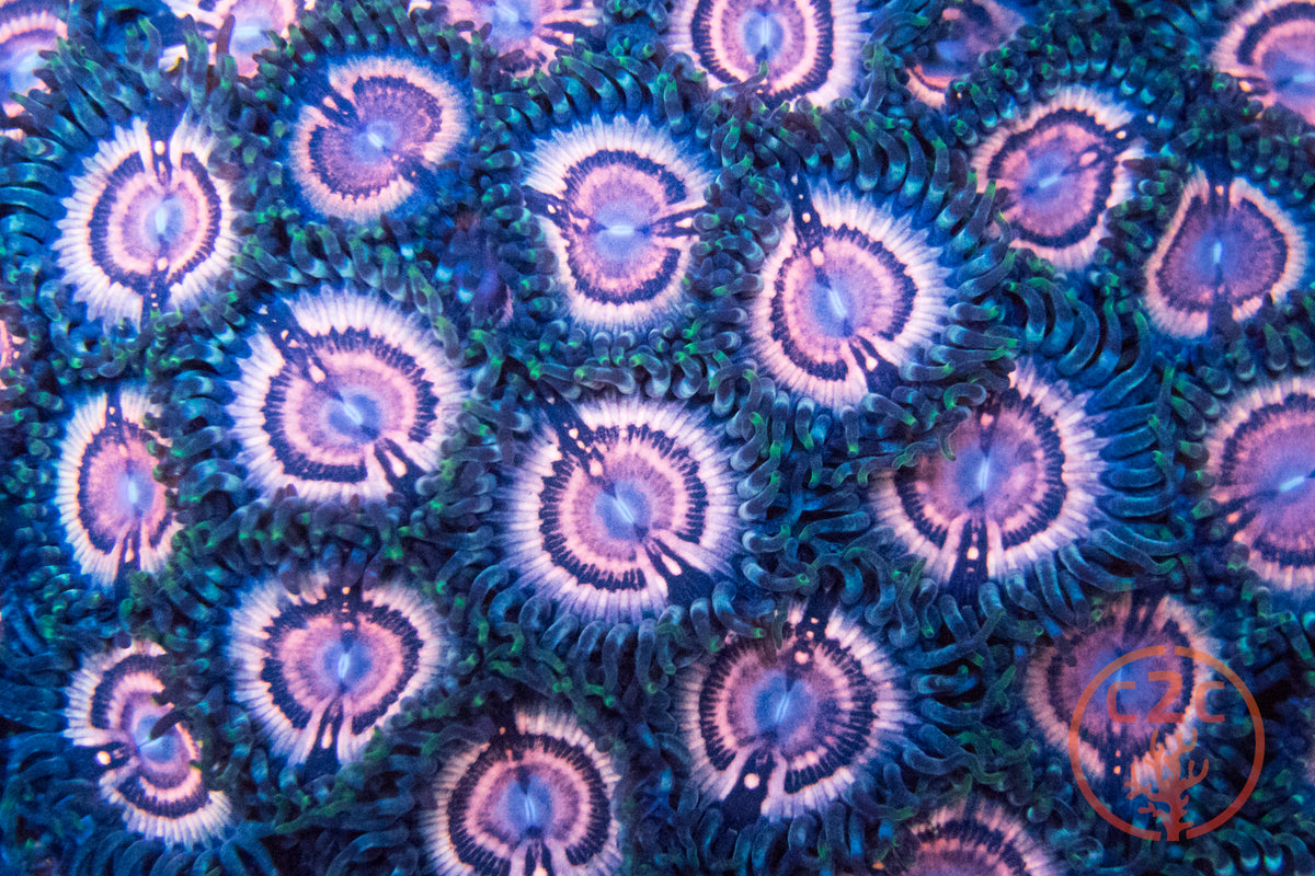 VW Lycans zoanthid coral