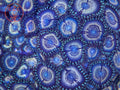 LC Petroglyphs zoanthid coral
