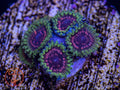 Hallucinations zoanthid coral