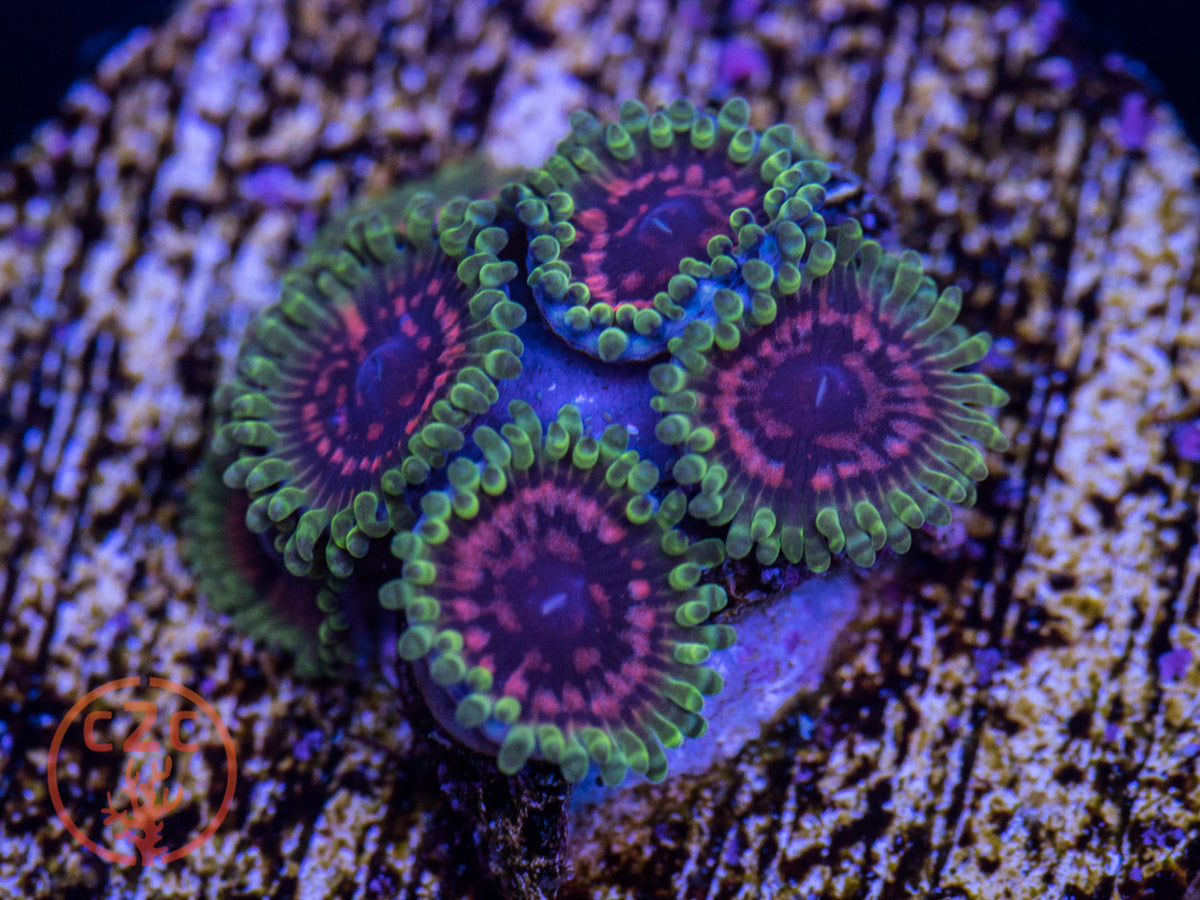Hallucinations zoanthid coral