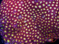 WWC Fruit Loops Goni LPS coral