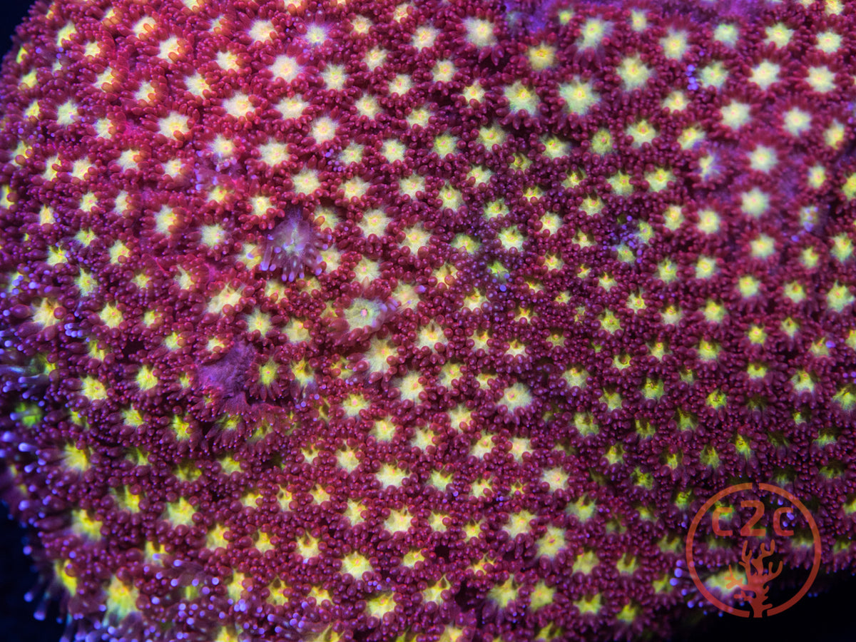 WWC Fruit Loops Goni LPS coral