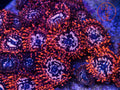 Utter Chaos zoanthid coral