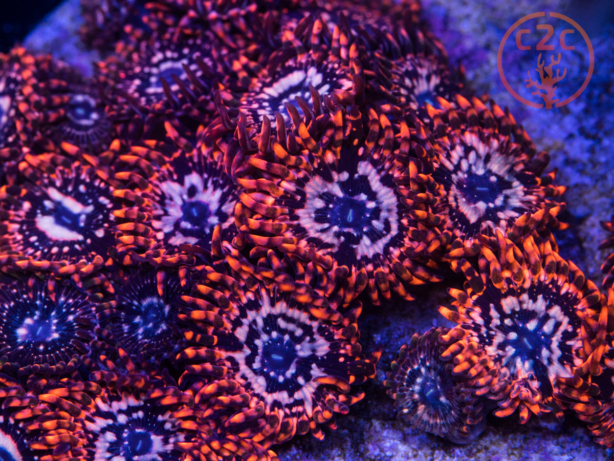 Utter Chaos zoanthid coral