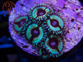 JF Bloodshots zoanthid coral