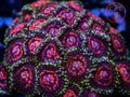 Reverse Hallucinations zoanthid coral