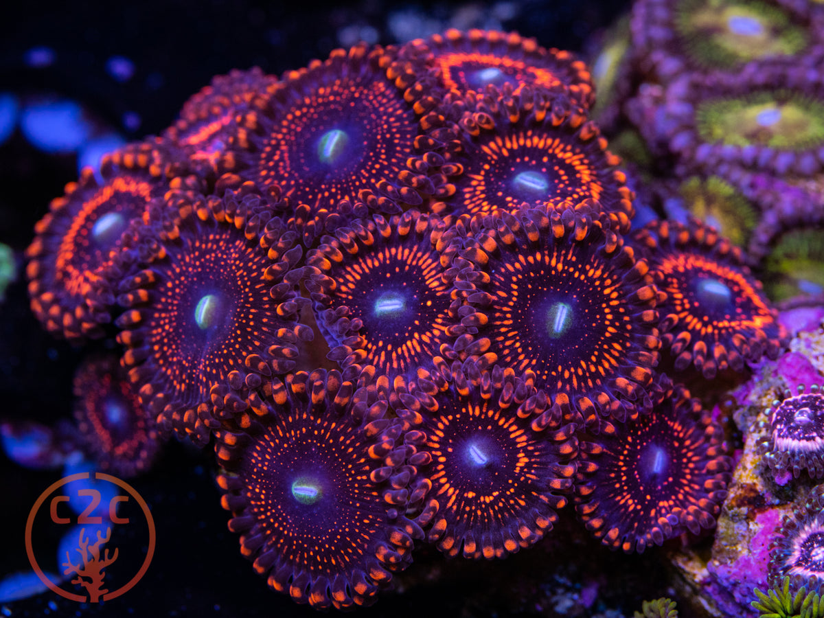 WWC Illuminati zoanthid coral